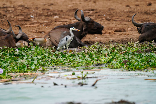 Das Miteinander von Büffeln, Elefanten, Hippos und Vögel…