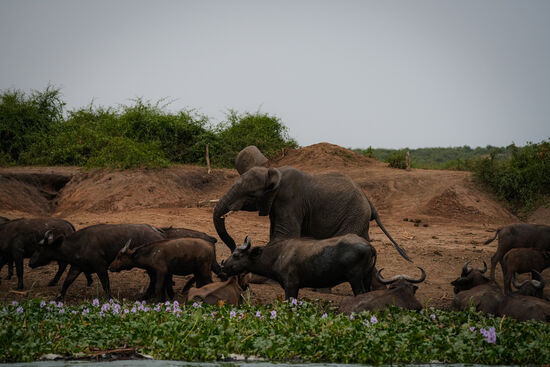 Hier vertreibt ein Elefant die Büffel