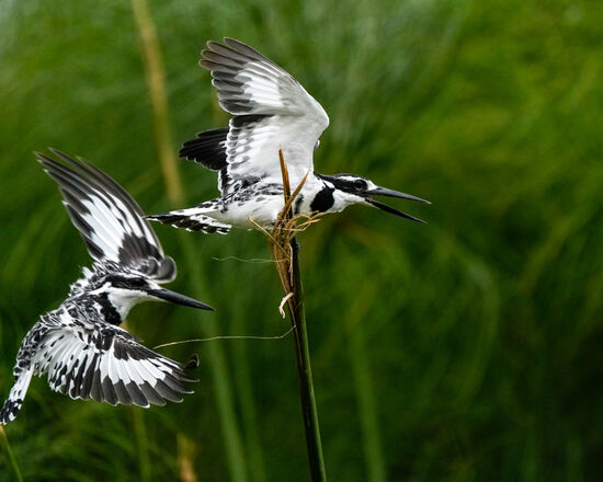 Kingfisher im Flug…