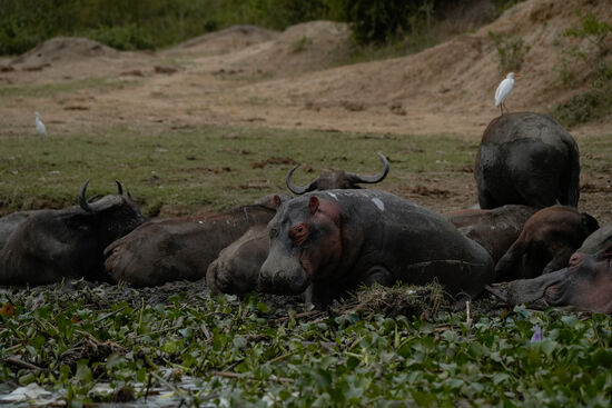 Die träge wirkenden Flußpferde, von denen man aber weiß, dass sie sehr schnell sein können und als die gefährlichsten Tiere Afrikas gelten 