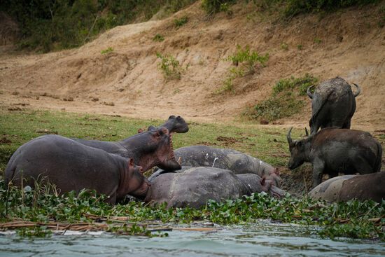 Schlafen, aufwachen, gähnen…