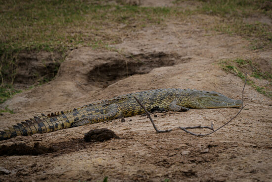 Schlafende Krokodile am Flußufer