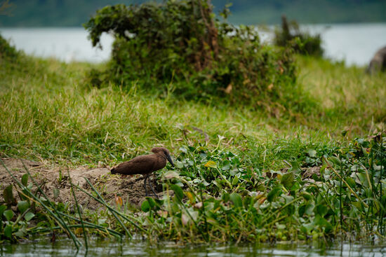 Der „Hammerkopp“ - Vogel