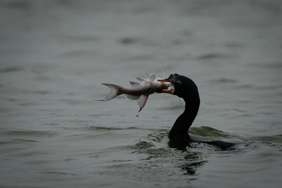 Ob er den wohl schafft, komplett zu verschlingen??