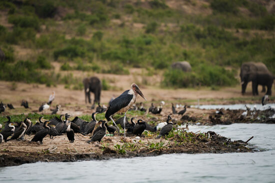 Ein Stock-Marabu -  der arme Kerl ist so häßlich, dass er einem leid tut.  