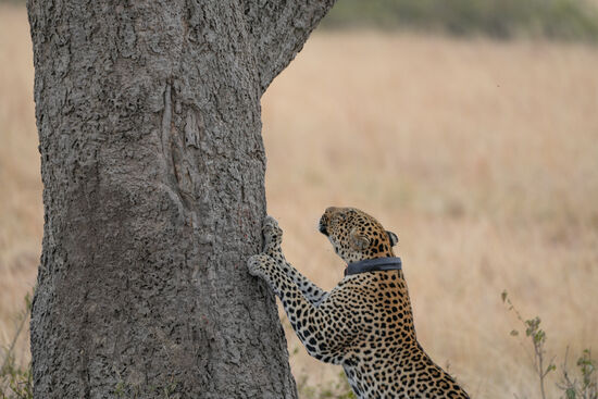 Wie die Hauskatzen kratzt er hier am Baum—aber er zieht weiter—