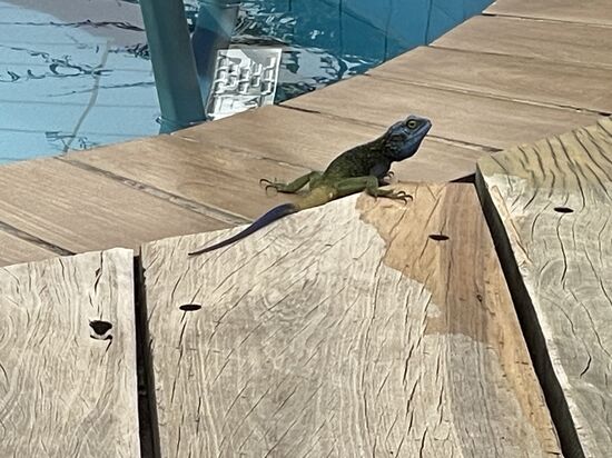 …..und werde beobachtet—die Echsen sind wunderschön: gelb-rot-blau-schillernd.
Ich hoffe, später mal ein gutes Foto von Thomas zu bekommen