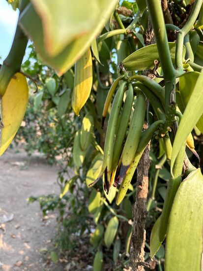 Eine Vanille-Plantage! Wir haben uns noch nie Gedanken gemacht wie und wo diese Vanillestangen wachsen—Voilà- hier wachsen sie!