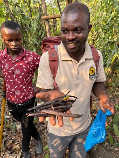 So sehen sie aus, wenn sie geerntet werden. Natürlich kaufen wir eine Tüte voll-man sagt uns, dass sie- bis wir zu Hause sind, richtig reif sind