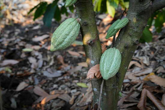 Nächstes Projekt: eine Kakaoplantage. Her sind die noch grünen Früchte