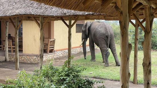 Er soll ca 15 Jahre alt sein , aber schon beeindruckend in seiner Größe und man sagt uns, dass wir gut Abstand halten sollen, da er sehr aggressiv wird