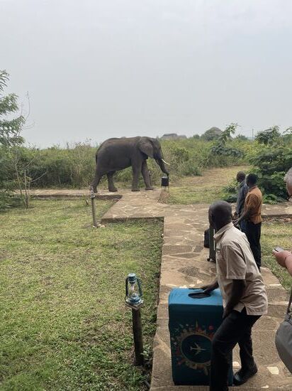 Jetzt untersucht er auch noch den Mülleimer, hebt den Deckel ab und schiebt sich etwas aus dem Eimer in sein Maul