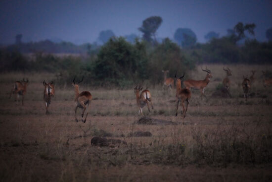 Aufgeregt springen alle auseinander