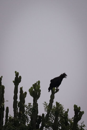 Ein struwweliger Adler…