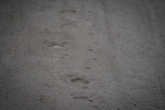 Löwenspuren….es wurden auch 6 Löwen gesichtet, aber das Licht war zu schlecht für Fotos