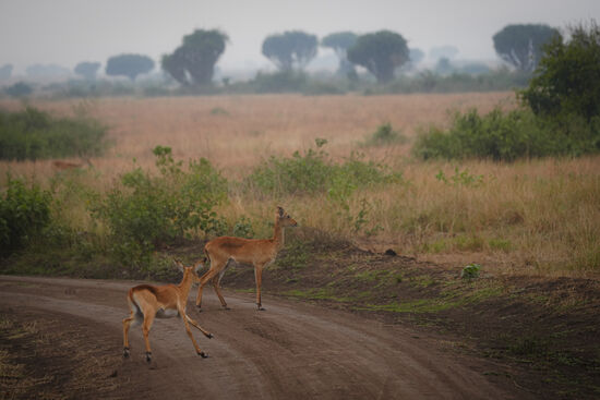 Hektisch rennen sie über die Straße