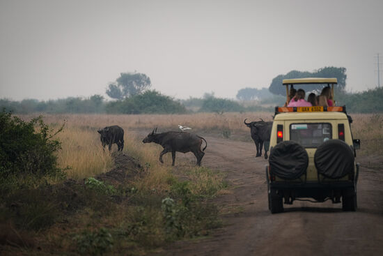 Wir fahren und entdecken erstmal nichts Spektakuläres—bis Denis einen Anruf erhält und erfährt wo ein Löwe ist