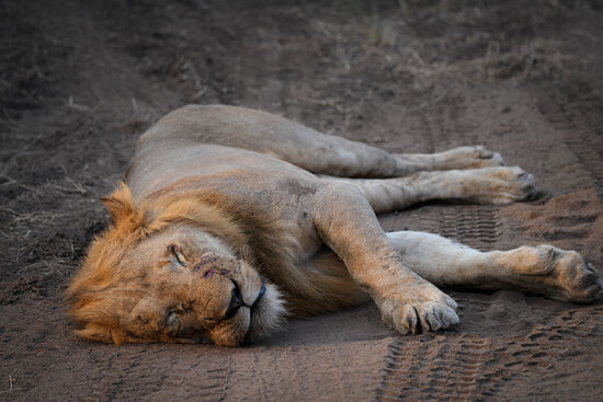 Er hat ein blutverschmiertes Maul, liegt da und schläft—eindeutig kann man ihn atmen sehen. Er kommt wohl von einem Kampf
