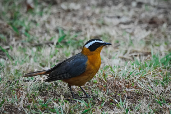 Oki—dann weiter hübsche Vögel fotografieren