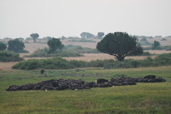 Büffel-Gruppenkuscheln…