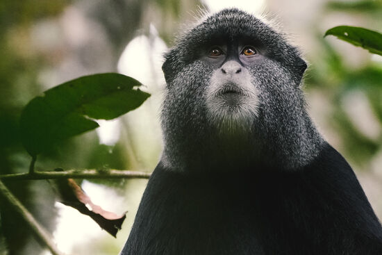 Endlich sehen wir einen wunderschönen „L´Hoest´s monkey“ oben im Baum