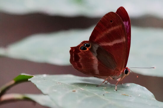 Wir sehen viele hübsche Schmetterlinge-Leider lassen sich die wenigsten fotografieren, da sie einfach zu schnell sind