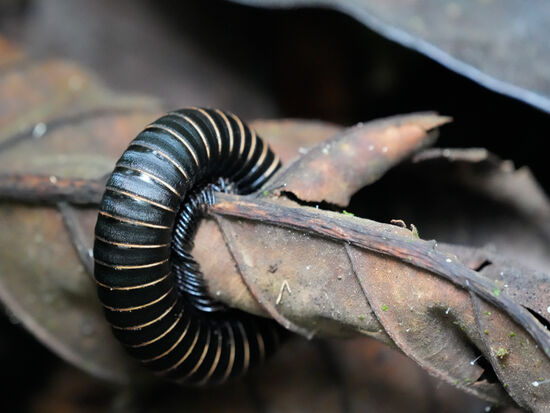 Diesen Tausendfüssler haben wir schon in vielen Ländern gesehen—aber diese Aufnahme ist besonders schön…