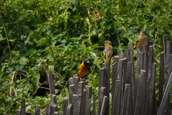 Auf dem Rückweg stehen die kleine Kerlchen „Spalier“