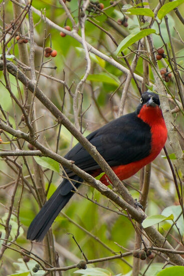 Und auf der Rückfahrt sehen wir noch den „Souther red Bishop“