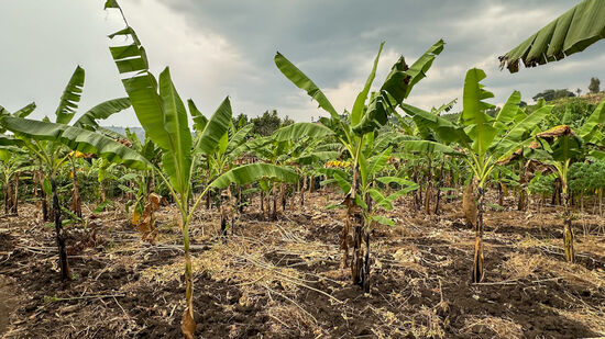 Unser Guide hier heißt Innocent und wir laufen mit ihm zu dem Wohnhaus des Wilderrs