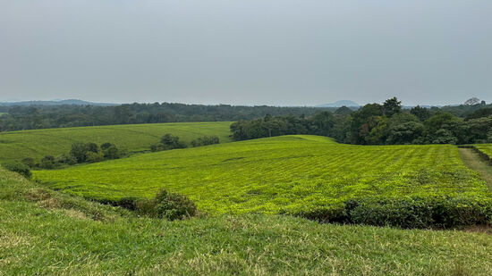 Quer durch die Teeplantagen gehts Richtung Forest