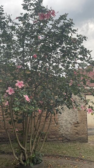 Ein wunderschöner riesiger Hibiscusbaum