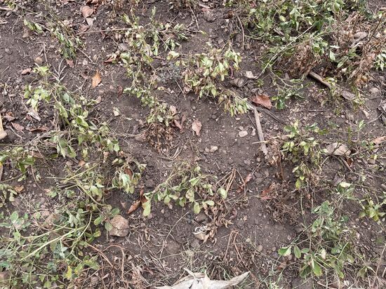 Hier wachsen Erdnüsse—auch ganz neu für uns—Innocent reißt sie aus dem Boden und zeigt uns die „Früchte“