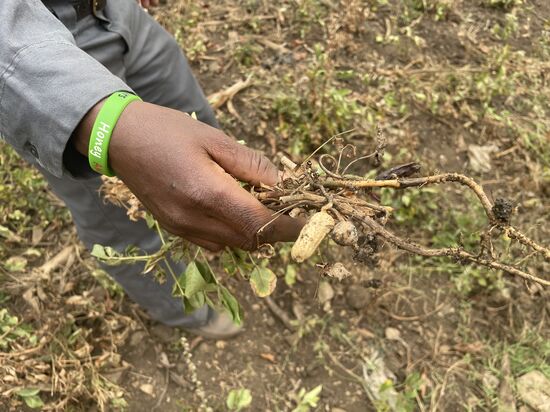 Wie gesagt, ich habe mir nie Gedanken gemacht wie die wachsen—aber logisch: ERDnüsse. Wir probieren die jungen ungebrannten Nüsse. Der Geschmack erinnert mich an junge Erbsen