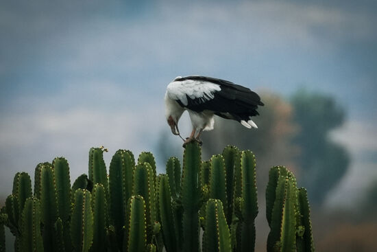 Autsch—tut das nicht weh??
