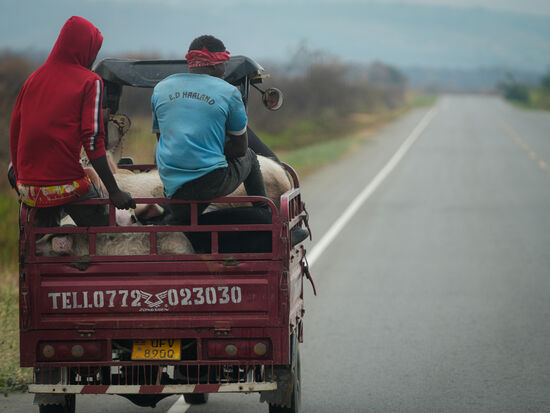Schweine und Menschen im selben Taxi…