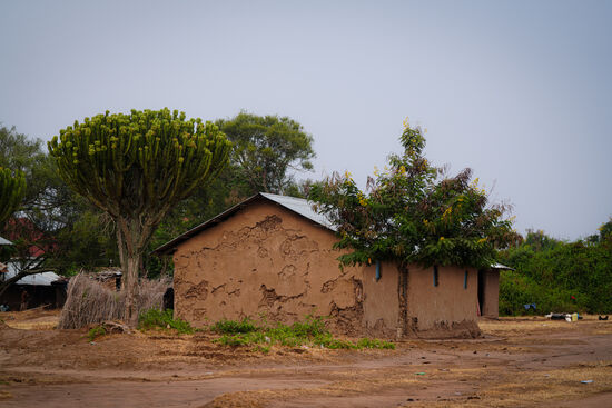 Der Baum wächst im Haus…