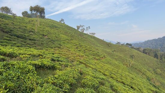 Herrliche Tee-Plantagen schmiegen sich an den Hängen