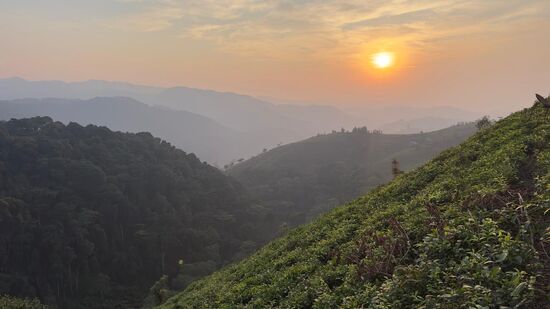 Die 3 freuen sich morgen auf die Gorillas und nachmittags auf den Besuch bei Kato Jackson und seiner Famile.