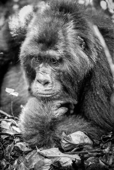 Unglaublich "menschlich" --oder?