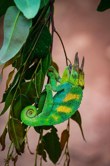 Kato hat als Überraschung ein paar Chamäleon gesammelt und in Zweige gesetzt, die er aufgehängt hat