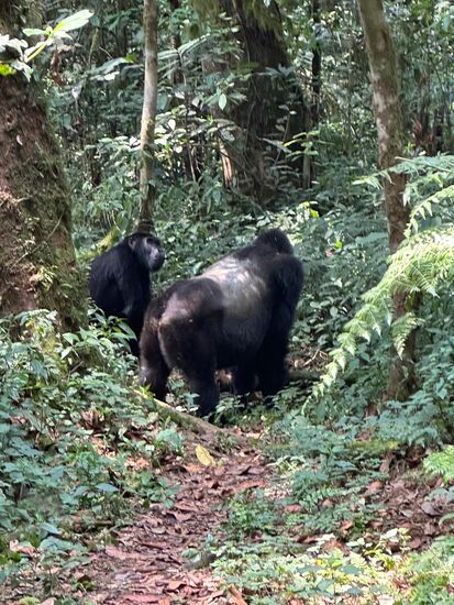 Das Oberhaupt der Familie, der "Silverback"