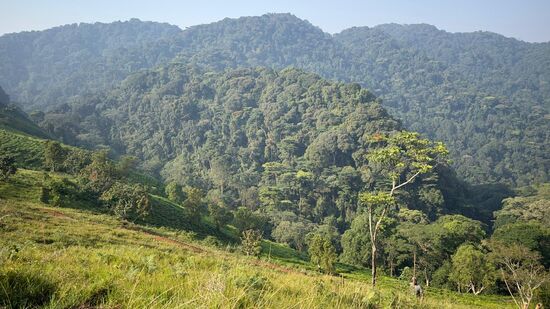 SO viele bäume stehen hier schon--So viele Gäste waren hier. Ich zweifle, weil alle mickrig und trocken aussehen. Aber Tina zeigt mir die ältesten, die tatsächlich schon wieder sprießen