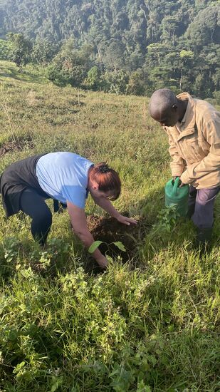 Die Löcher sind schon gebuddelt und wir setzen die Pflanzen ein