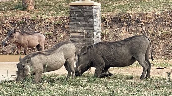 Ganz kurios: die Pumbas, die hier zwischen den Zimmern rumlaufen knieen beim Fressen. Sie bewegen sich sogar so in der Kniestellung vorwärts--ich erfahre, dass sie das müssen, weil ihr Nacken zu kurz ist und sie sonst nicht zum fressen auf den Boden kämen