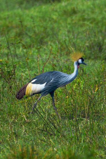 Am späten Nachmittag erreichen wir den NP und sehen endlich die "Crown - birds" - das Wappentier in der ugandischen Nationalflagge
