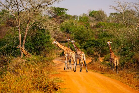 Und viiiele Giraffen !!