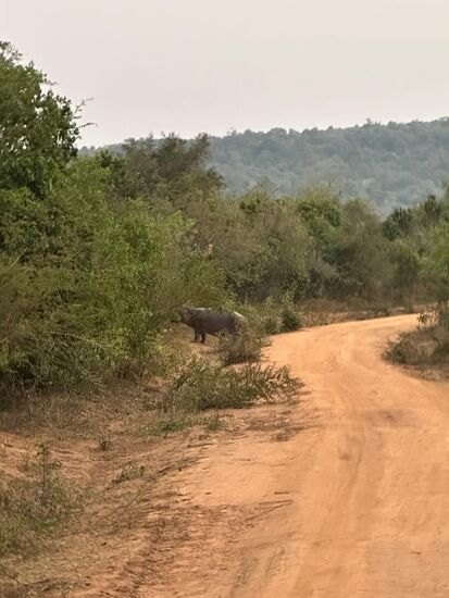 Ein Hippo überquert die Straße .....