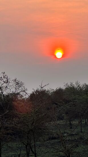 Morning-game drive bei Sonnenaufgang im "Mburo-Np" um 06.30 Uhr