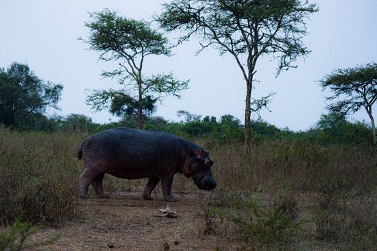 ....und schlendert gemütlich in den Park